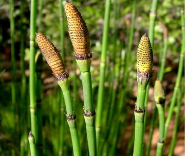 Equisetum arvense/horsetail